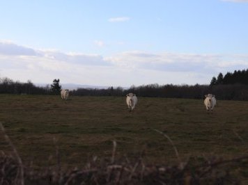 Le Charolais-Brionnais by Jakob Frenzel