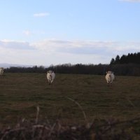 Charolais cows by JakobF.