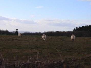 Charolais cows by JakobF.
