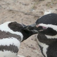 Peninsula Valdes by Timonator