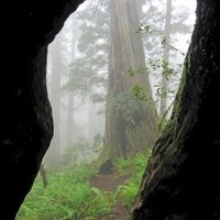 Redwood by Jay T