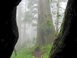Redwood by Jay T