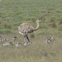 Peninsula Valdes by Els Slots