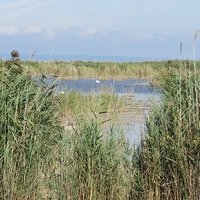 Fertö/Neusiedlersee by Els Slots