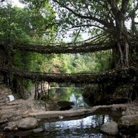 Jingkieng jri: Living Root Bridge by usagi1974