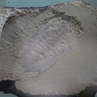 Chengjiang Fossil Site by Els Slots