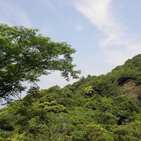 Yakushima by Els Slots
