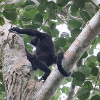 Calakmul by Els Slots