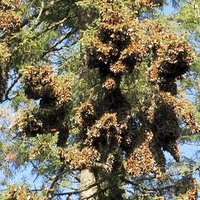 Monarch Butterfly Biosphere Reserve by Els Slots