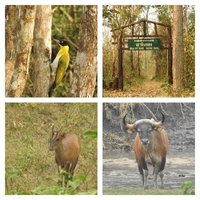 Thungyai-Huai Kha Khaeng by Els Slots