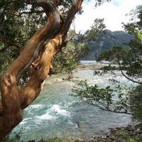 Los Alerces National Park by Timonator