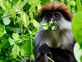 Eastern Arc Mountains Forests of Tanzania by Geert Luiken