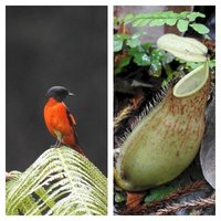 Kinabalu Park by Els Slots