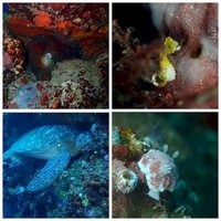 Bunaken National Park by Zoë Sheng