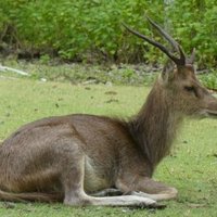 Ujung Kulon National Park by Frédéric M