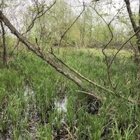 Colchic Rainforests and Wetlands by Stanislaw Warwas