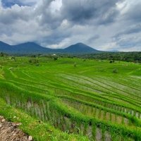 Bali Subak system by Frédéric M