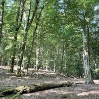 Primeval Beech Forests by Adrian Turtschi