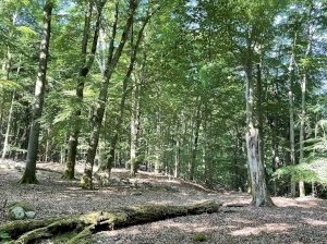 Primeval Beech Forests by Adrian Turtschi