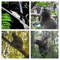 Rainforests of the Atsinanana by Els Slots