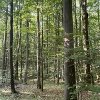 Primeval Beech Forests by Adrian Turtschi