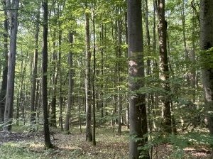 Primeval Beech Forests by Adrian Turtschi