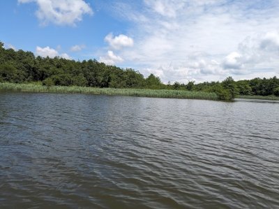Colchic Rainforests and Wetlands by Nan