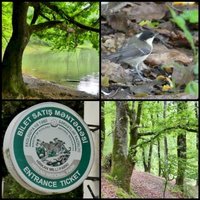 Hyrcanian Forests by Clyde