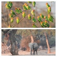 Mana Pools by Els Slots