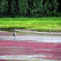 Wood Buffalo National Park by J_neveryes