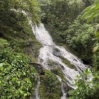 Atlantic Forest South-East by João Aender