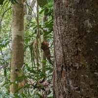 Sinharaja Forest by Nan