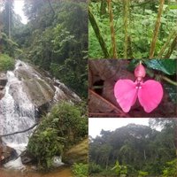 Le parc national de la Kibira by Zoë Sheng