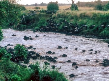 Maasai Mara Game Reserve by Solivagant