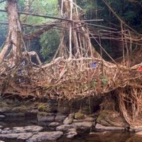 Jingkieng jri: Living Root Bridge by Szucs Tamas