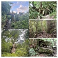 Yakushima by Randi Thomsen
