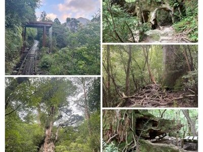 Yakushima by Randi Thomsen