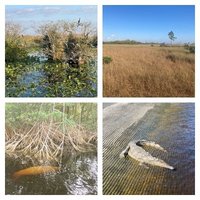 Everglades by Els Slots