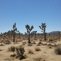 Joshua Tree National Park