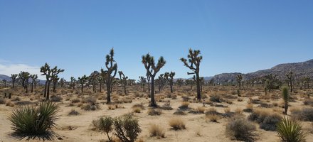 Joshua Tree National Park
