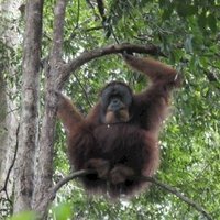 Tropical Rainforest Sumatra by Timonator