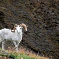 Glacier parks by J_neveryes