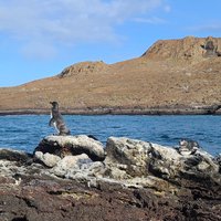 Galapagos Penguins