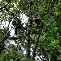Ranomafana NP by Lucio