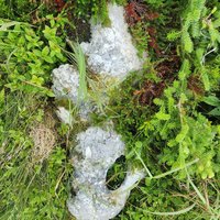 Boney Shore, Red Bay Basque Whaling Station
