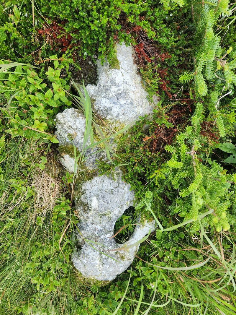 Boney Shore, Red Bay Basque Whaling Station