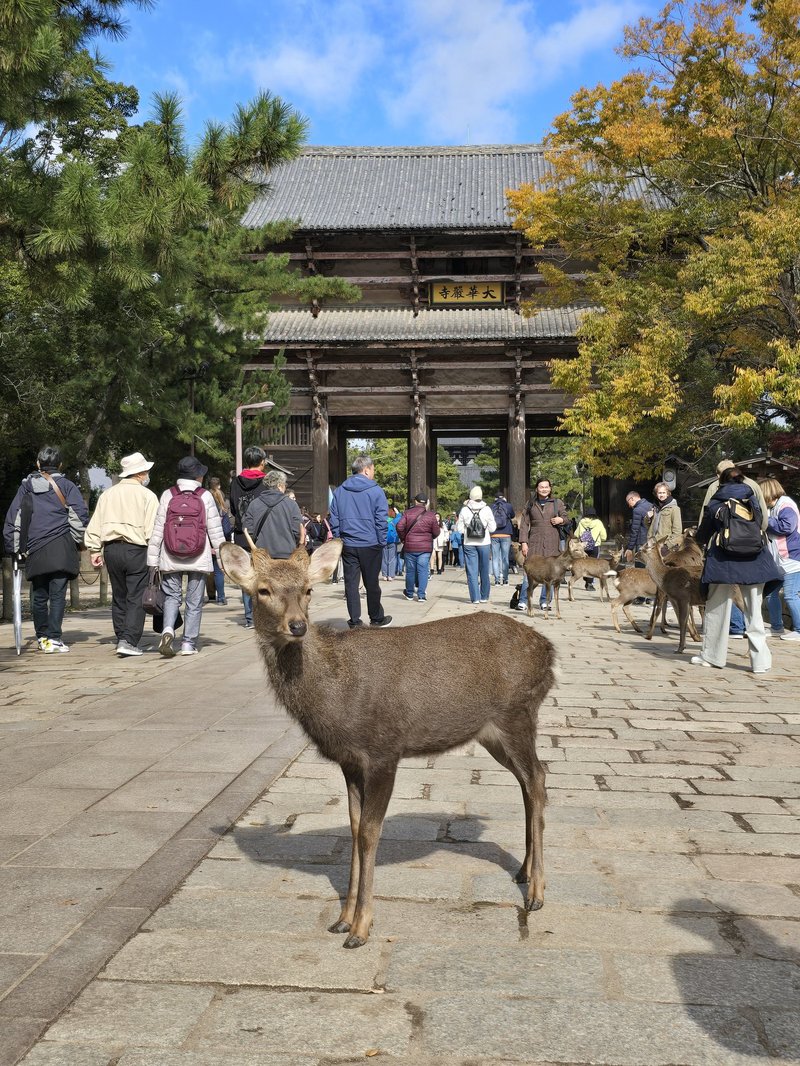 Deer at Todai-ji