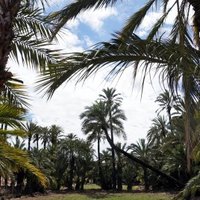 Palmeral of Elche by Hubert