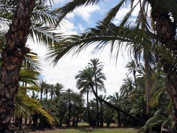 Palmeral of Elche by Hubert