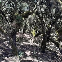 Harenna Forest